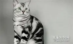 美国短毛猫口吐白沫怎么办 猫咪呕吐白沫解决办法