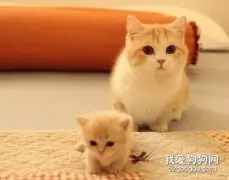 猫咪生宝宝需要准备什么?