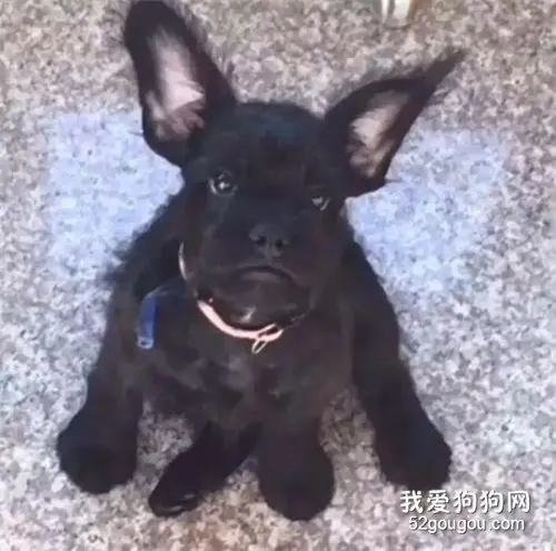 泰迪和法斗的混血宝宝，竟然长这样...