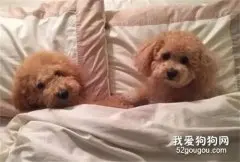 主人花钱买了一对双胞胎狗狗，结果半年后，主人发现自己上当了！