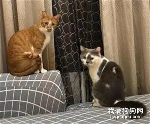 网友的朋友看猫玩纸箱那么开心，也钻进去想跟猫一起玩，猫看后！