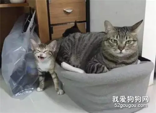 主人给小猫买了个窝，结果被两个大猫占领，小猫：铲屎的你管管它