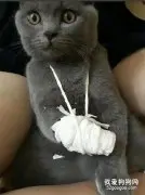 这猫受伤了挺心疼的，但看到主人给它包扎的，又忍不住想笑！