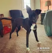 乖巧狗狗突然开始暴力强拆，原因竟是为了…处对象！？