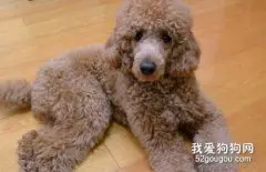 巨型贵宾犬怎么训练大小便?