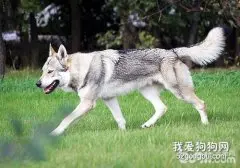 捷克狼犬怎么训练握手?