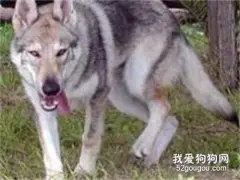 捷克狼犬怎么训练捡东西 捷克狼犬叼东西训练方法