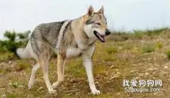 捷克狼犬怎么训练大小便?