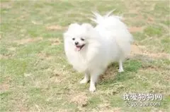 博美犬怀孕怎么照顾 博美犬怀孕喂养注意事项