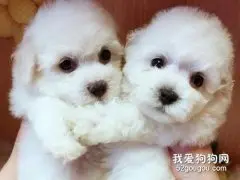 比熊幼犬怎么喂食 比熊幼犬喂养心得