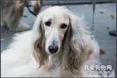 阿富汗猎犬怎么美容 阿富汗猎犬美容操作流程