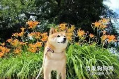 柴犬怎么养 柴犬饲养心得