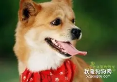 柴犬怎么美容 柴犬美容技巧