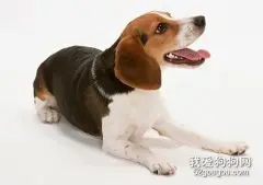 比格犬犬瘟热怎么治疗?