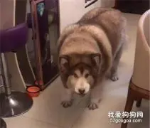 阿拉斯加新品种？网友：一看就是爷爷奶奶带大的