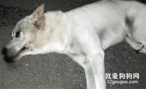 流浪狗被车撞后全身瘫痪，救命恩人用7年时间让它重新站了起来！