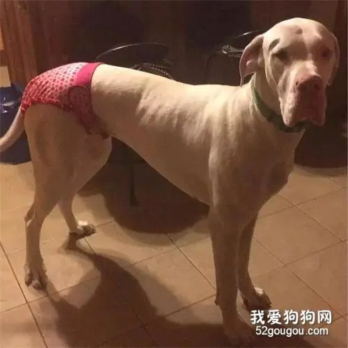 当狗狗“大姨妈”来了...丧心病狂的主人们就开始了花样招待！