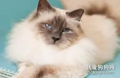 伯曼猫尿结石怎么办 猫咪尿结石治疗方法