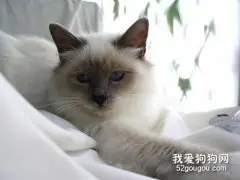 伯曼猫脑炎怎么治疗 猫咪脑炎治疗方法