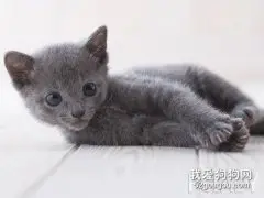 俄罗斯蓝猫怎么洗澡?