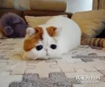 猫咪生产后流血怎么办?