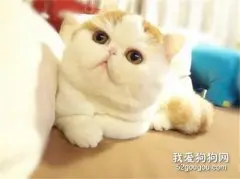 如何养胖加菲猫 加菲猫饲养注意事项