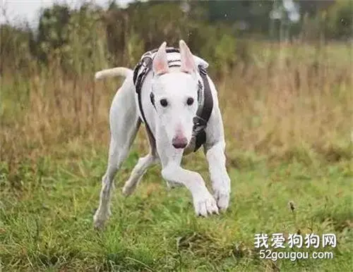 灵缇后腿骨折忍痛跑完全程，可当晚，它还是被处死了...