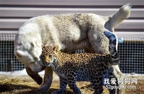 亲生母亲要吃掉自己，小豹子踏上寻找后妈之路