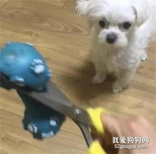 狗狗把主人的耳机咬坏，结果主人想出这个办法来惩罚它，有点亏了！