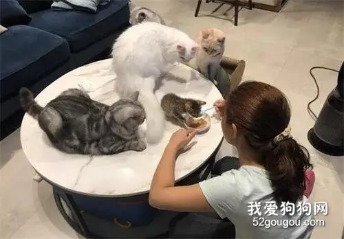 网友新养了只小猫，每次吃饭时，大猫们就围在旁边监督​，笑翻