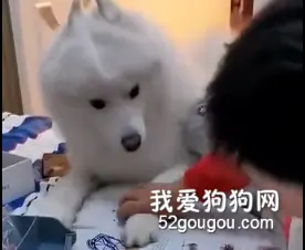 狗子：你让我放一下能咋滴！！