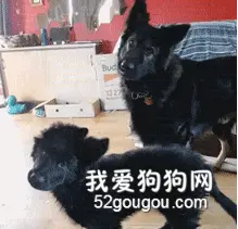 德牧看到要拍照了，它叫儿子一起歪头卖萌，没想到神同步了！