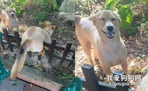短腿狗砸翻栅栏，结果屁股被卡住了，一旁亲妈的表情亮了...
