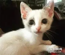 妹子不敢给捡回的小猫取名怕沦陷，结果猫咪直接人狗全收编！