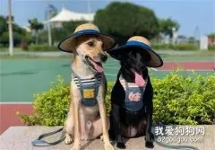 狗子乖乖跟着主人排队，以为会有好吃的，结局却忍不住笑了！