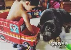 獒犬遭遗弃暴瘦60斤，被收养后拒绝吃饭，直到他出现！