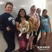这只柯基比别人家整整大一倍，弱小无助但能吃！