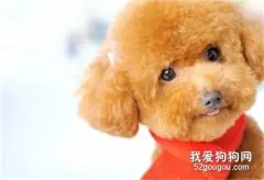 贵宾犬什么东西不能吃 贵宾犬不能吃的食物介绍