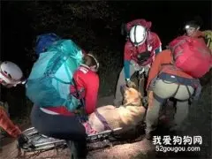 狗子爬山中途意外受伤，救援小哥到场一看顿时笑喷：这个得加钱！