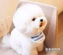 比熊犬吃什么狗粮好 比熊犬狗粮选择推荐