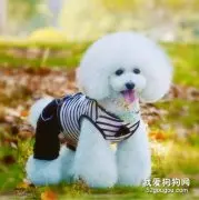 比熊犬多久梳一次毛比较好? 卷毛比熊犬怎么梳毛?