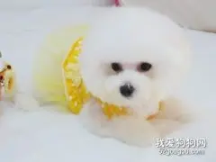 比熊犬不能吃什么东西 比熊犬不能吃食物介绍