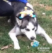 哈士奇挑衅豪猪，结果回来后整只狗都不好了，笑喷！