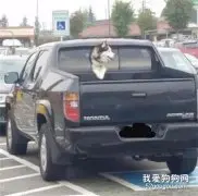 想让二哈看世界，居然在这里开洞...交警蜀黍超生气！
