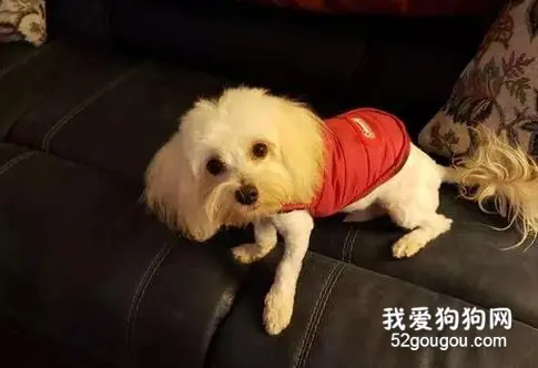铲屎官到处都找不到狗砸，直到突然发现，地毯竟然会呼吸...