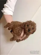 网友买了一只迷你贵宾犬，寄养在妈妈那里十个月后，她彻底傻眼了！