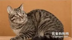 怎么帮中国狸花猫洗澡?