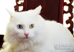 山东狮子猫吃什么好 饲喂猫咪不能太随意