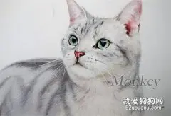 美国短毛猫会掉毛吗 美短毛发护理方法