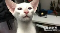 东方短毛猫贫血有哪些症状?